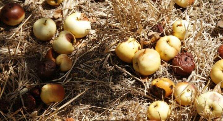 为什么自然界没有大量酒精供摄入 人类却进化出了可以分解酒精的酶?的图2